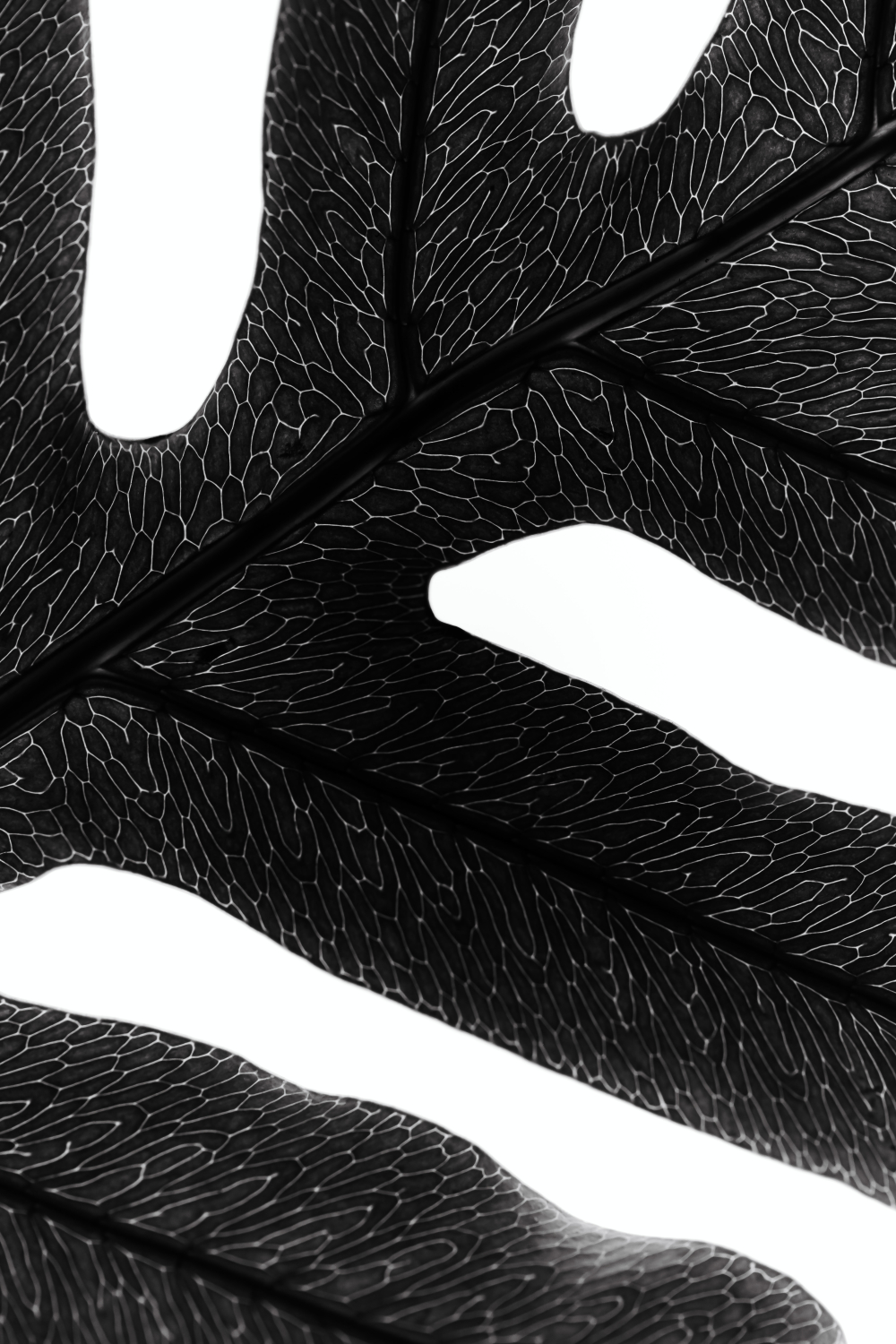 browsing pinterest boards for legal images